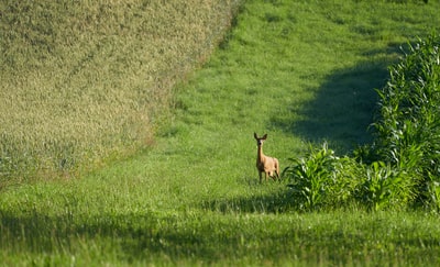 During the day on the green grass brown deer
